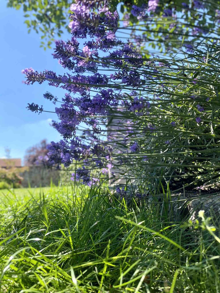 Garden landscape