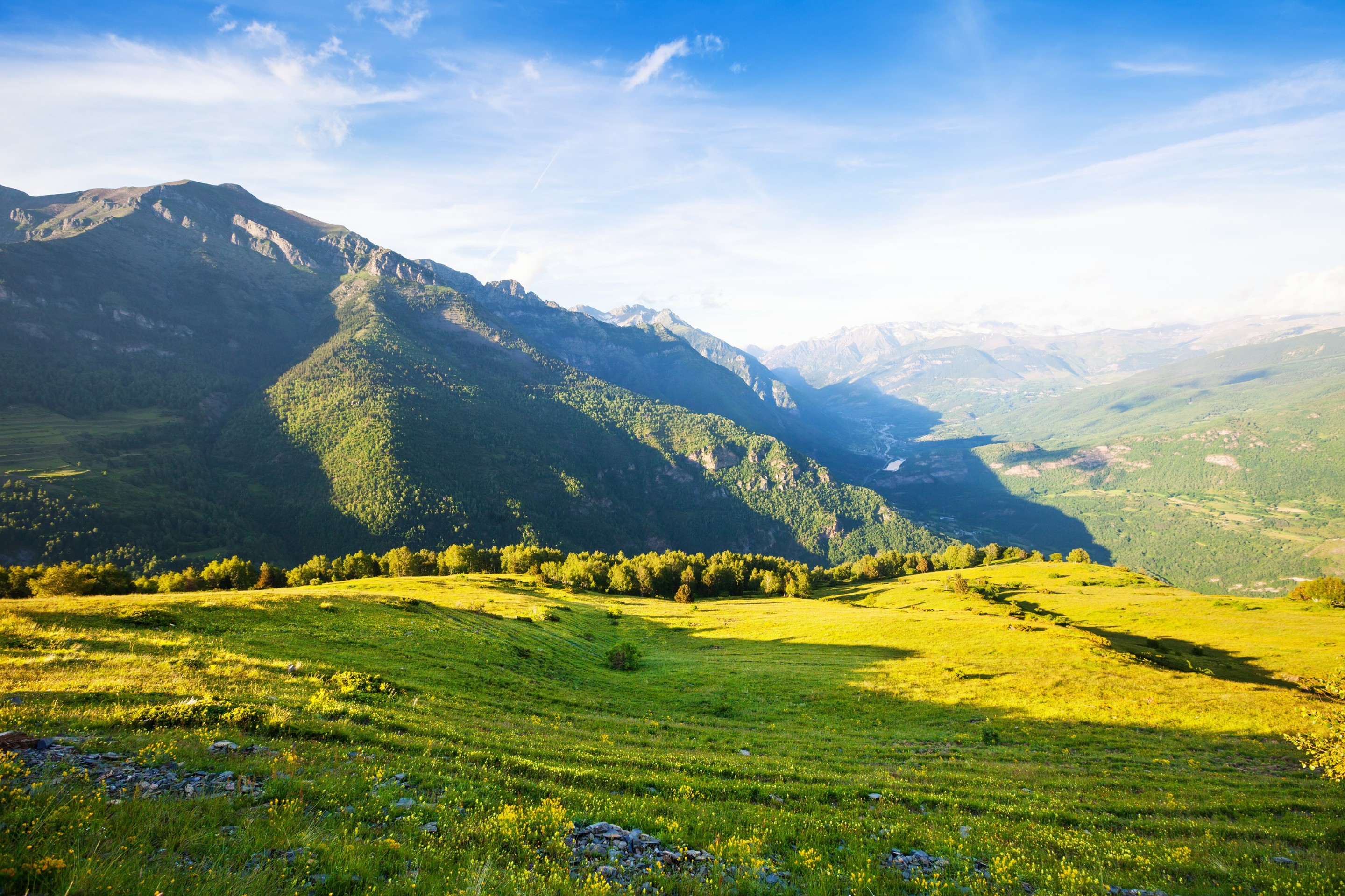 тапети vegetation, grass