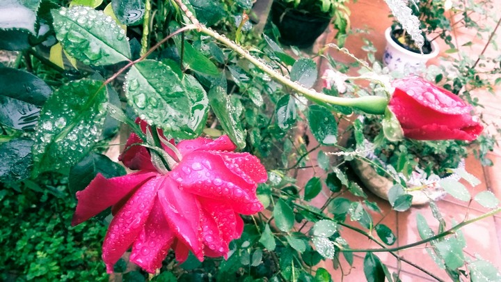 rose