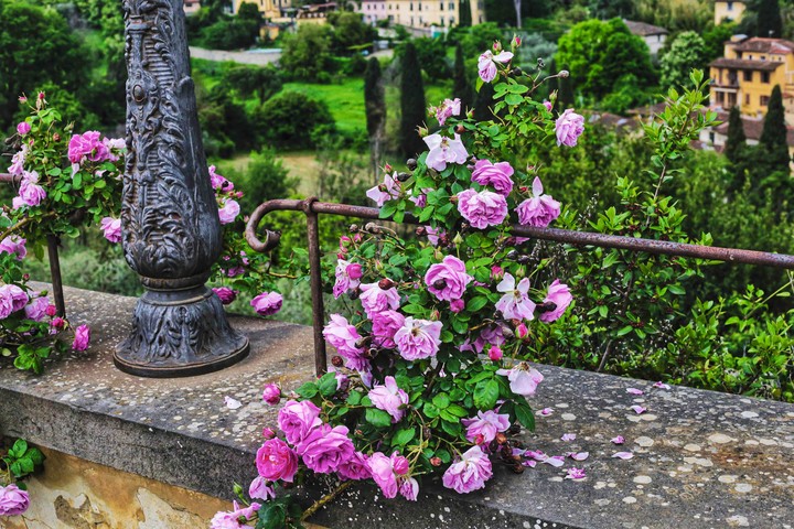 Roses