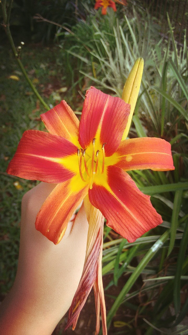 flower