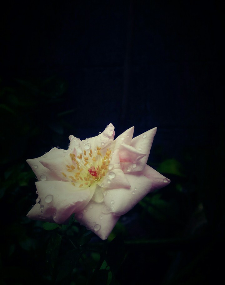 A beautiful pink rose flowers