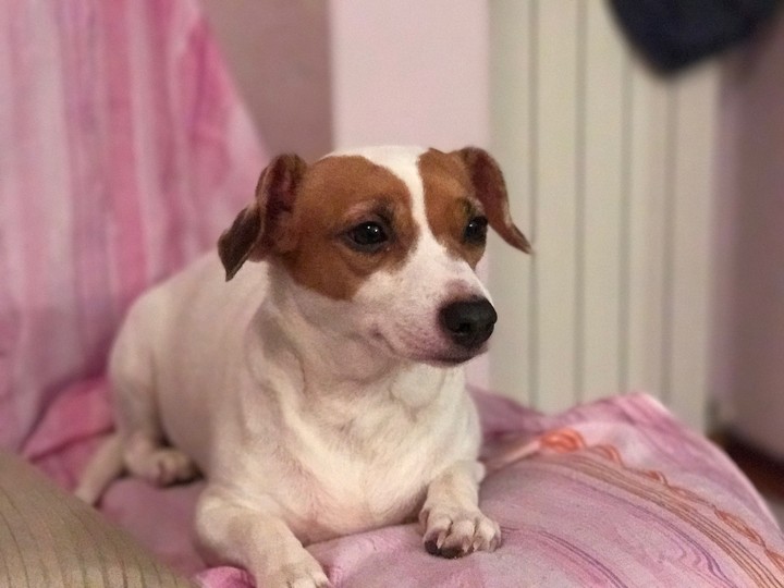 Jack Russel