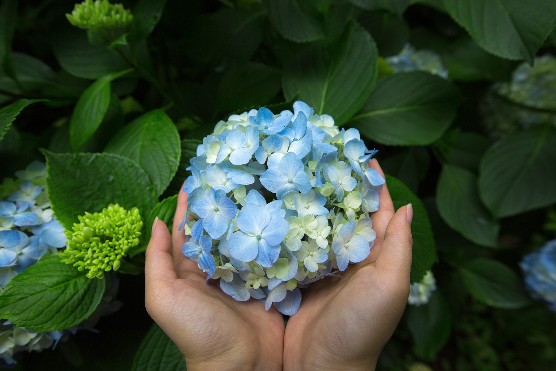 Flower and love