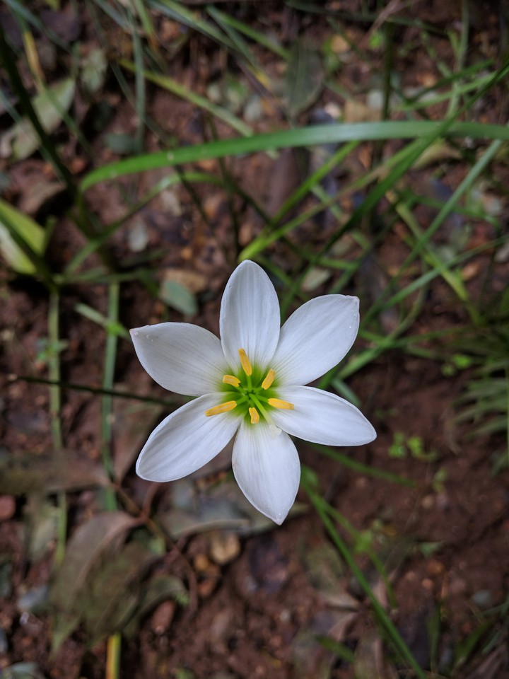 #flower
