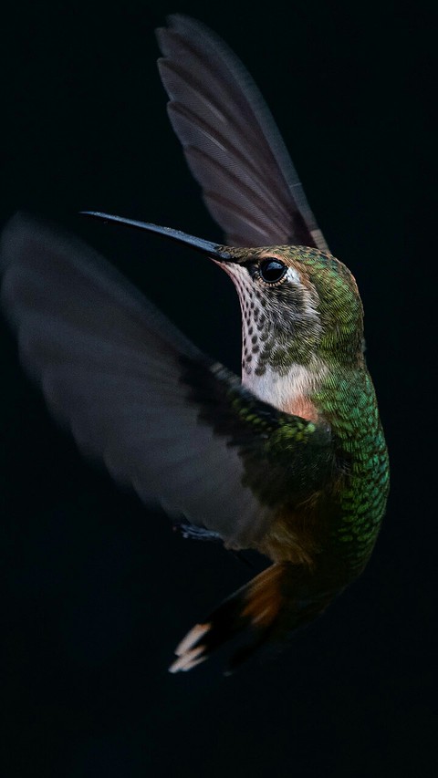 colibrí