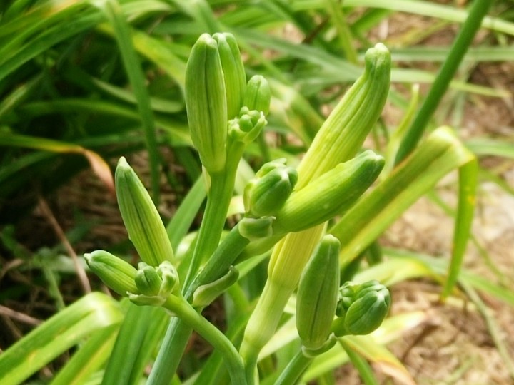 金針花包  Lily flower package