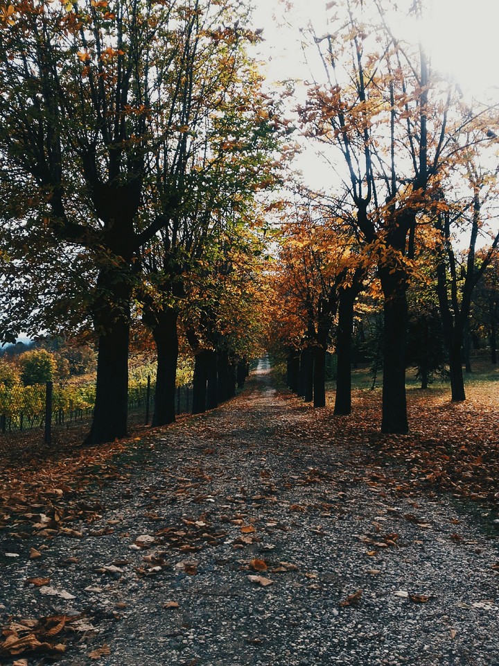 walk