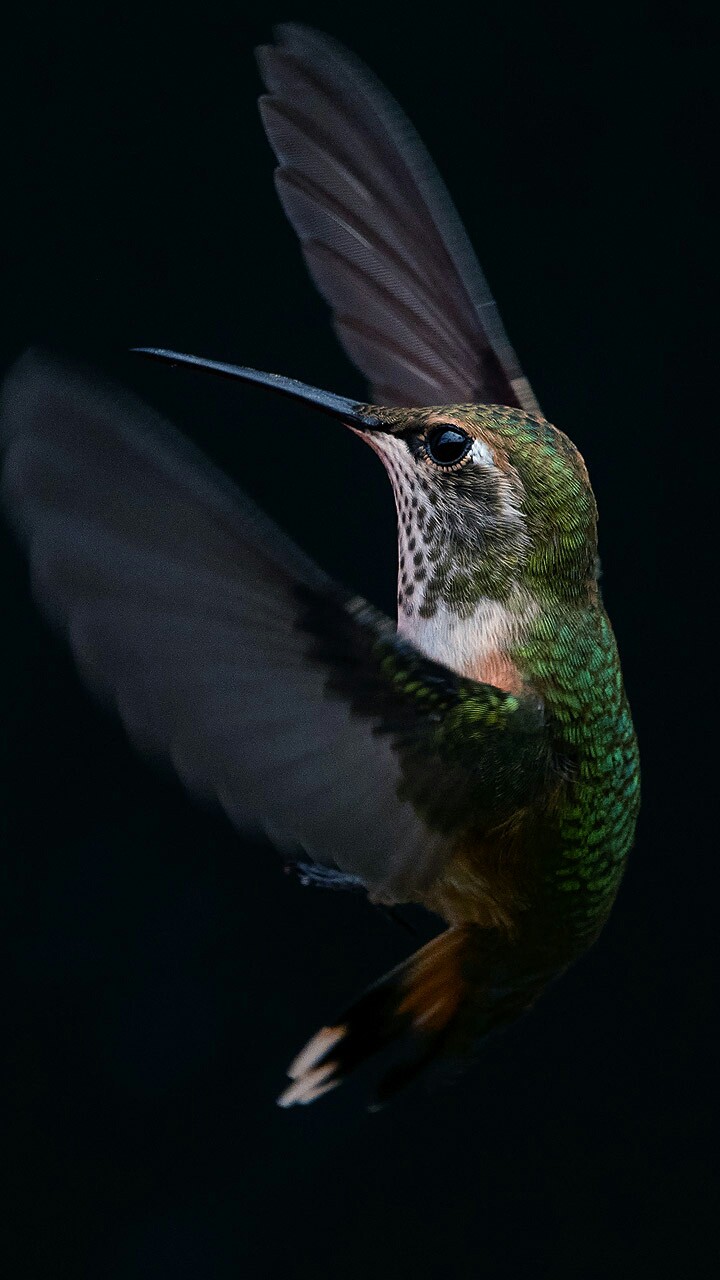 colibrí