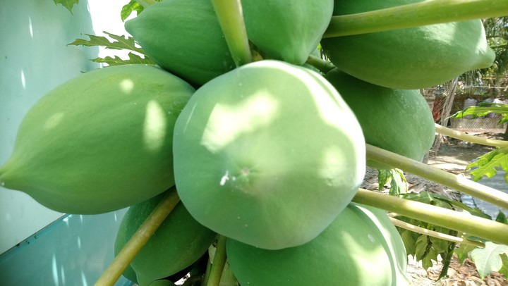 đu đủ vườn nhà