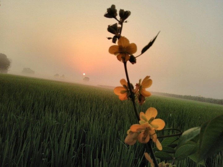Good Morning
