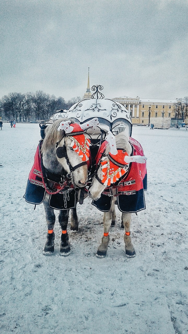 Лошади