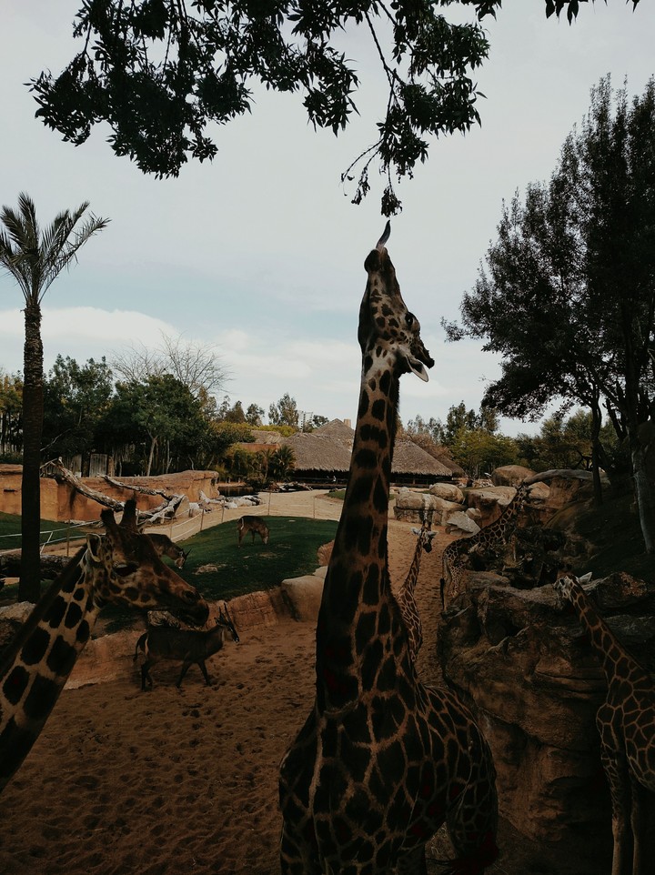 Giraffe