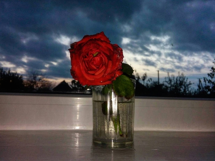 Rose on the window