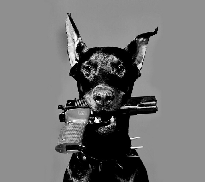 DOG