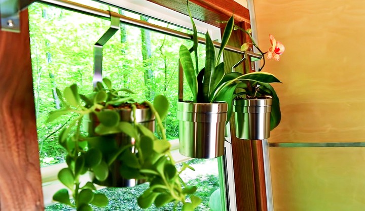 plants
