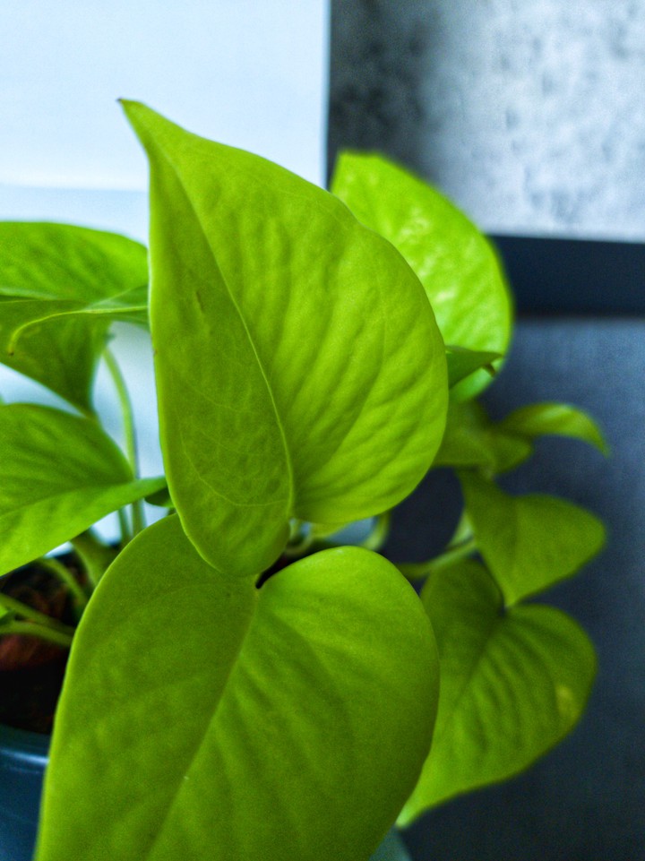 Money plant