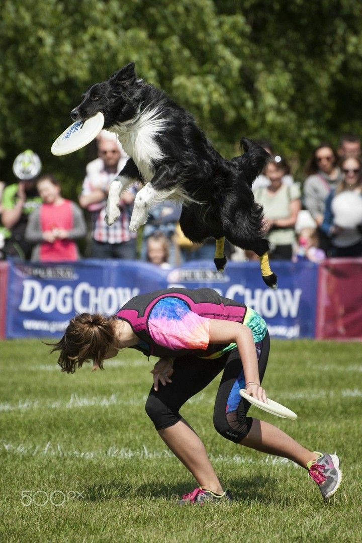 The Border Collie Because There Is No Better Dog