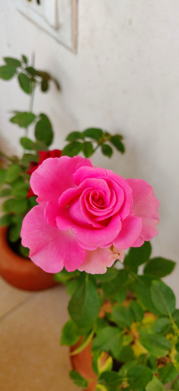 rose