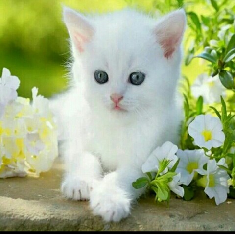 cute cat