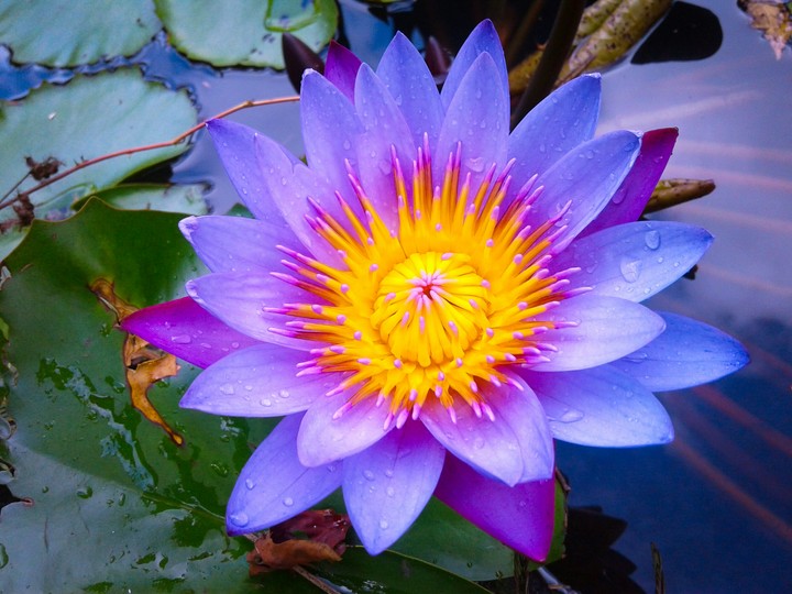 lotus