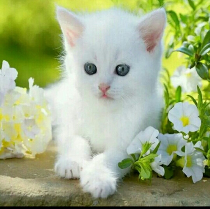 cute cat