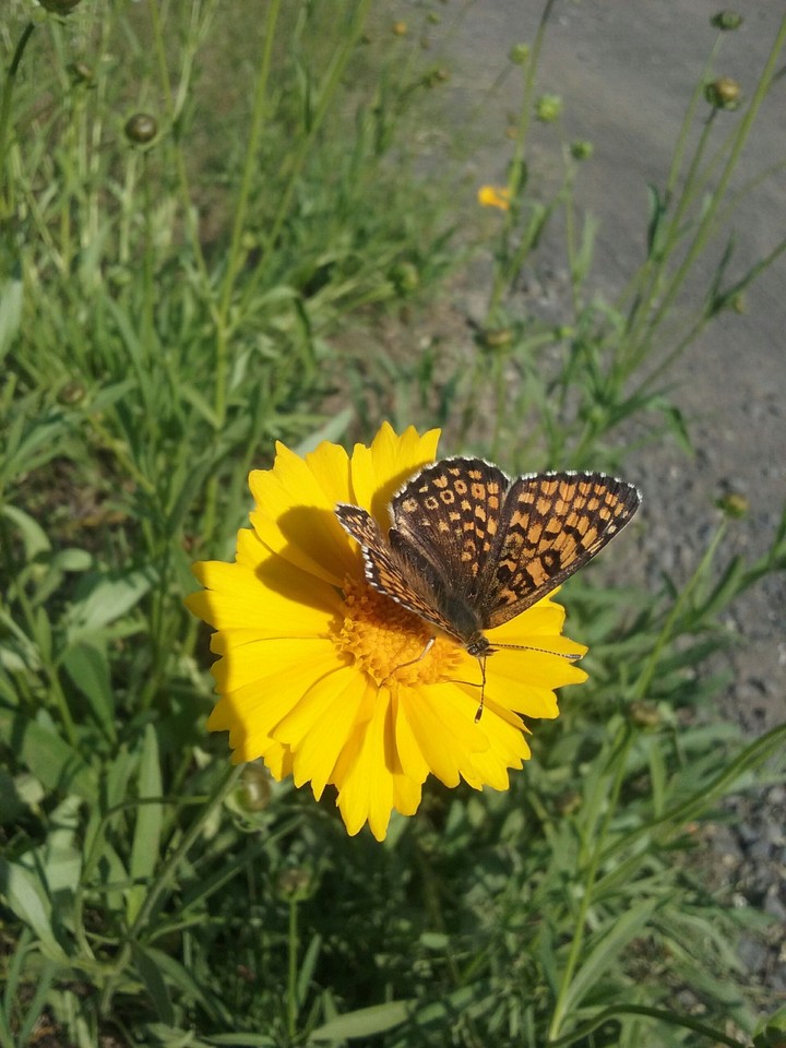 butterfly
