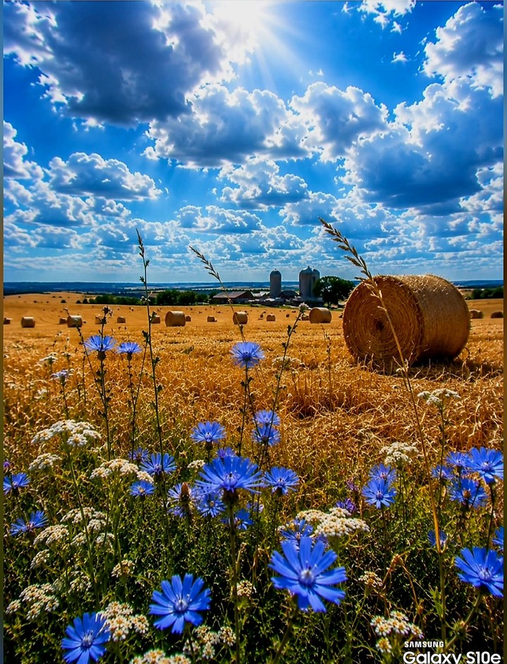 Y❤️  Harvest