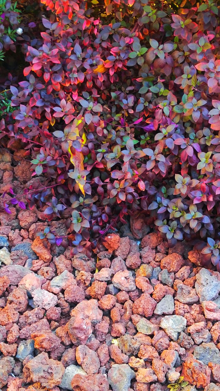 Purple nature