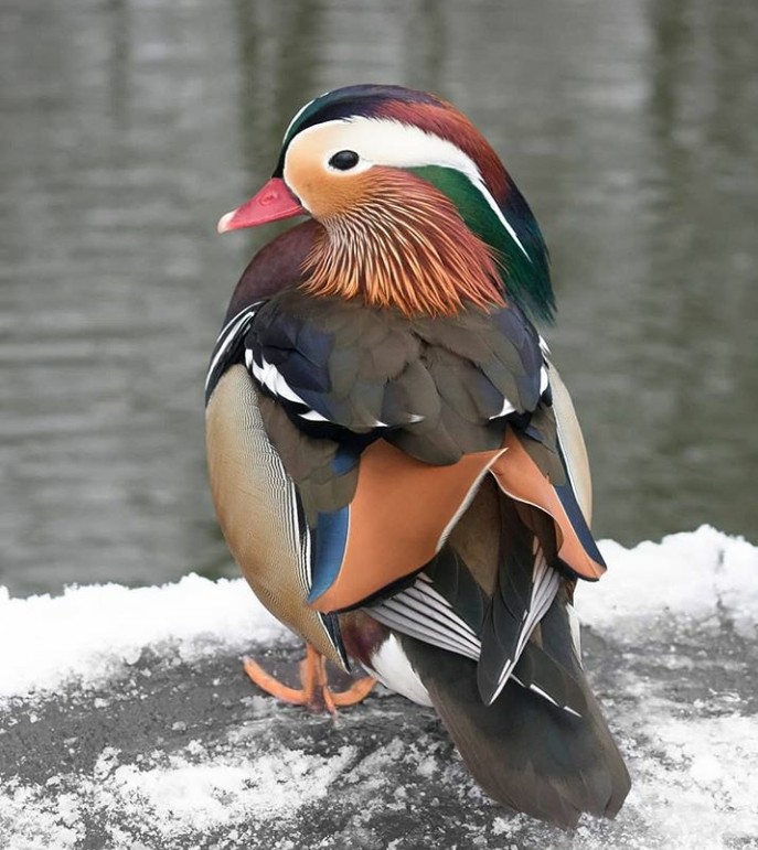 mandrain duck