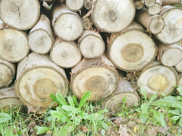 Autumn wood