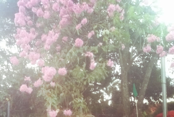 ipê rosa