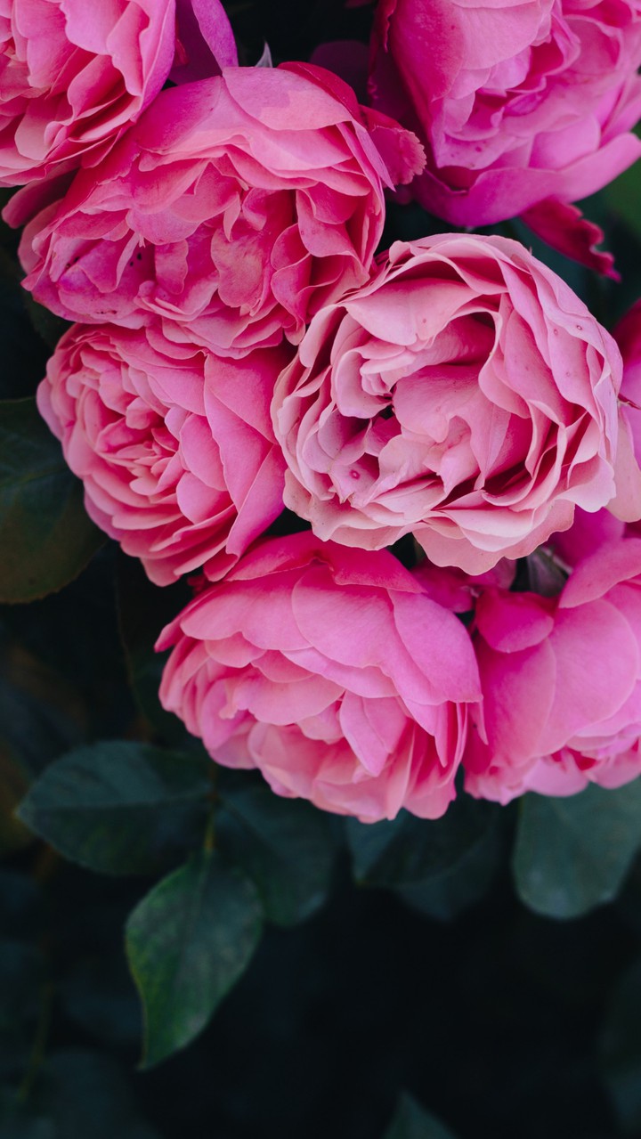 ♪~°•✦•°✿❀°•✦•°❀✿°•✦•°✿❀°•✦•°~♪