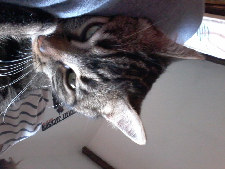 chat
