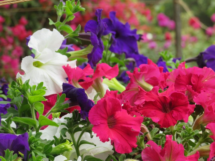 FLOWERS