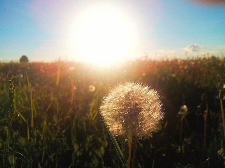 Солнце И Одуванчик☀