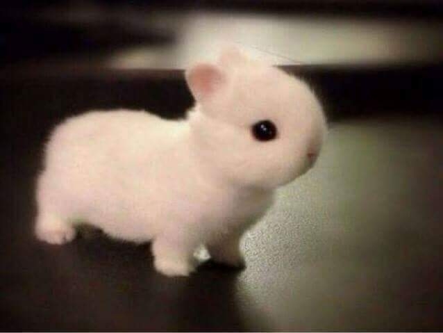 bunny