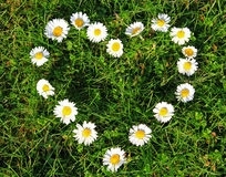 flower of love