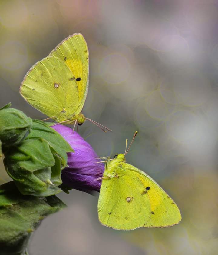 Butterflies