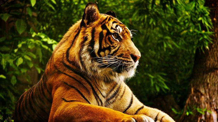 tiger