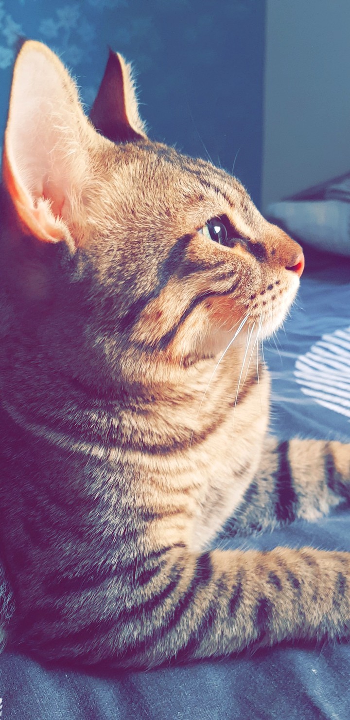 my beautiful cat