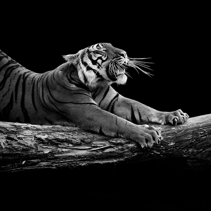 tiger