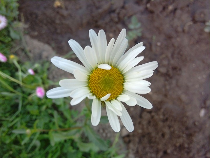 flower garden