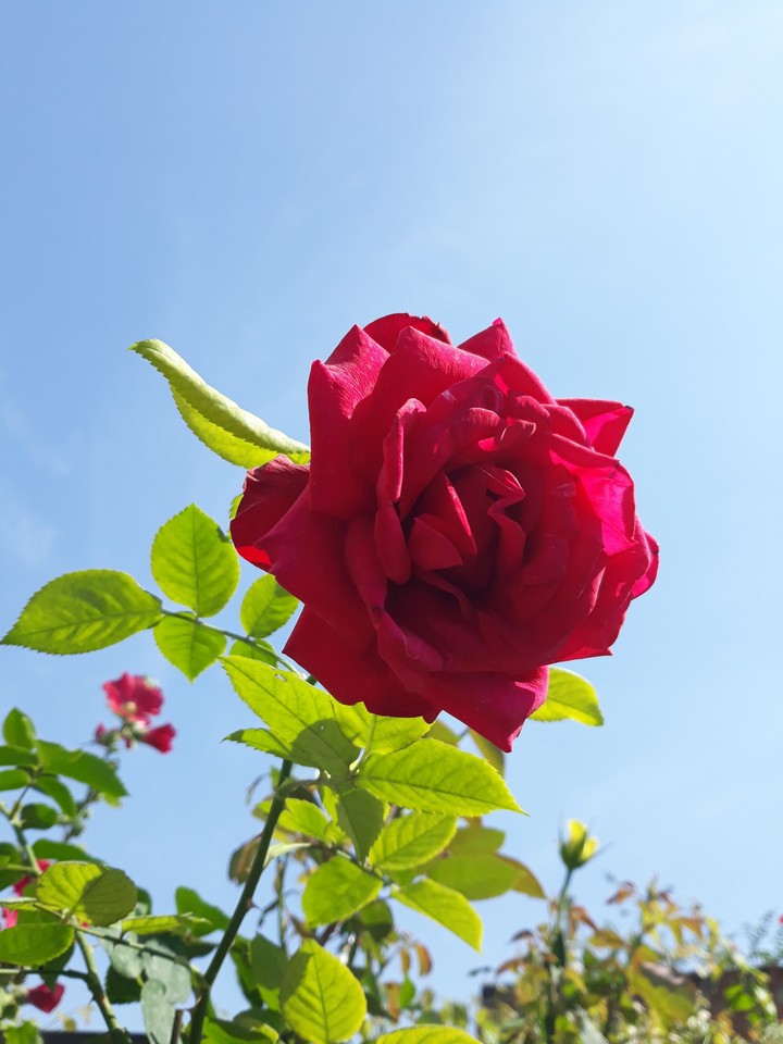 photo from my garden