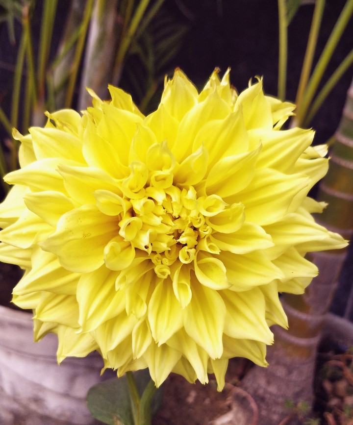 #yellowflower#lovefornature#beautiful#