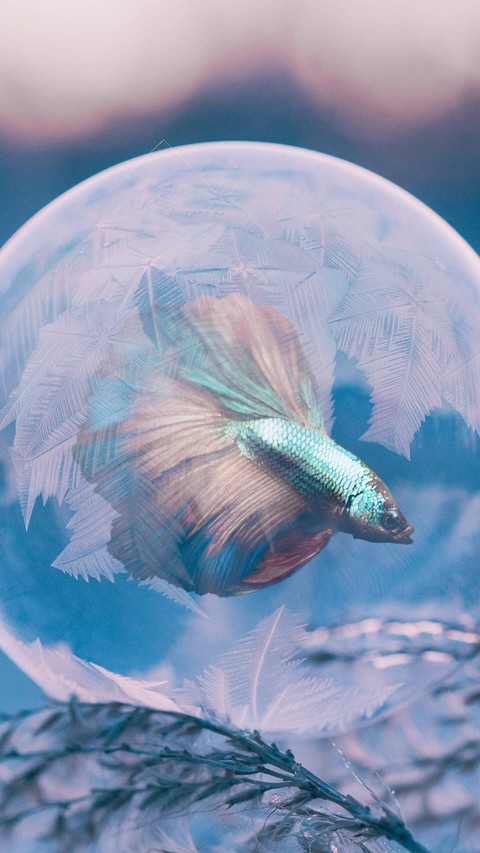 peixinho