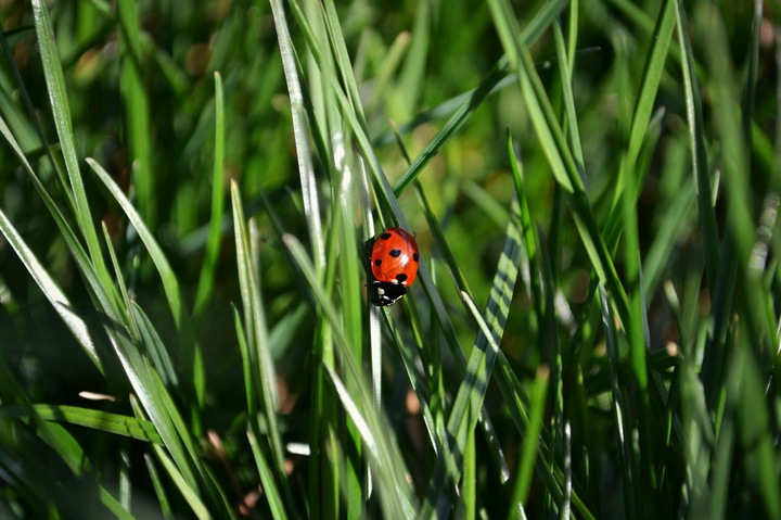 Lady Bug