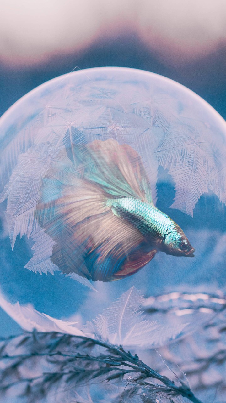 peixinho