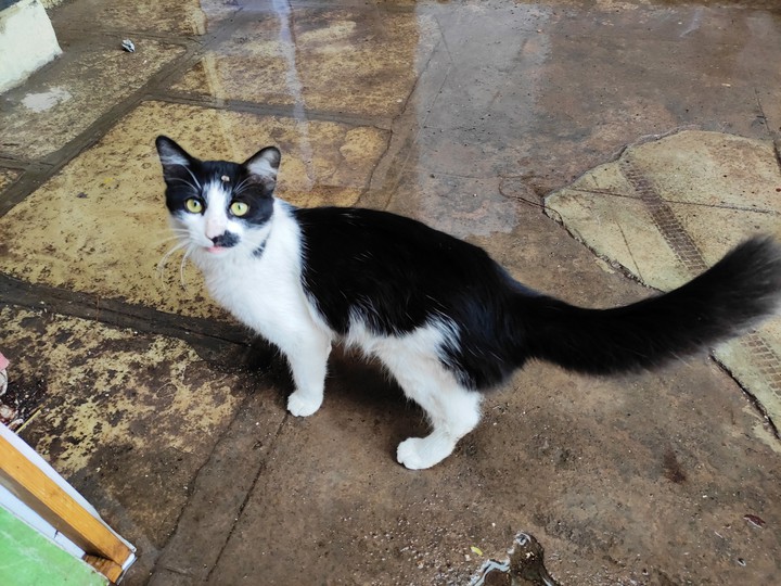 Cat