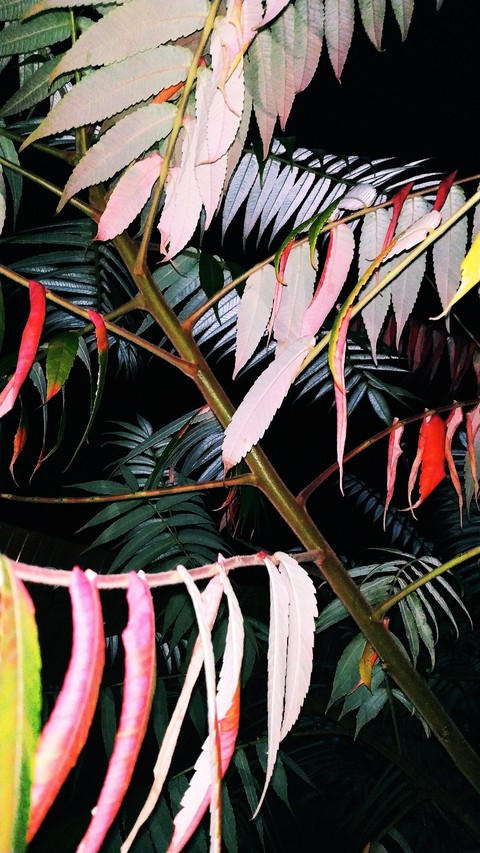 Leaves